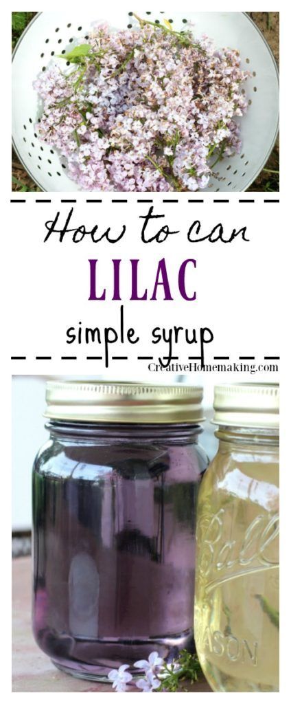 Easy recipe for canning lilac simple syrup for cocktails, flavored iced tea, flavoring kombucha, and more. Easy canning recipe for beginners. Flavoring Kombucha, Lilac Simple Syrup, Flavored Iced Tea, Simple Syrup For Cocktails, Syrup For Cocktails, Cottagecore Recipes, Simple Syrup Cocktails, Easy Canning, Edible Flowers Recipes