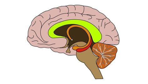 Corpus callosum ( in green). Tabernacle Of Moses, Corpus Callosum, Cerebral Cortex, Nerve Fiber, White Matter, Language Centers, Human Anatomy And Physiology, Human Anatomy, Occupational Therapy