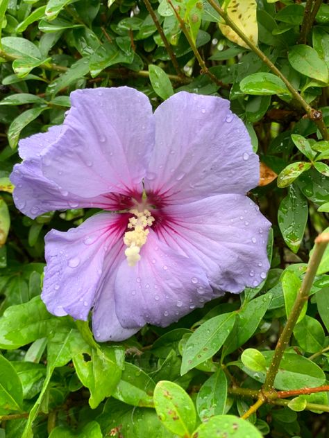 Super cute hibiscus surprised us in our garden Purple Hibiscus Flower, Hibiscus Bouquet, Purple Hibiscus, Blue Macaw, Hawaiian Hibiscus, Flowers Wallpapers, Pacific Islands, Cottage Core Aesthetic, Flower Therapy