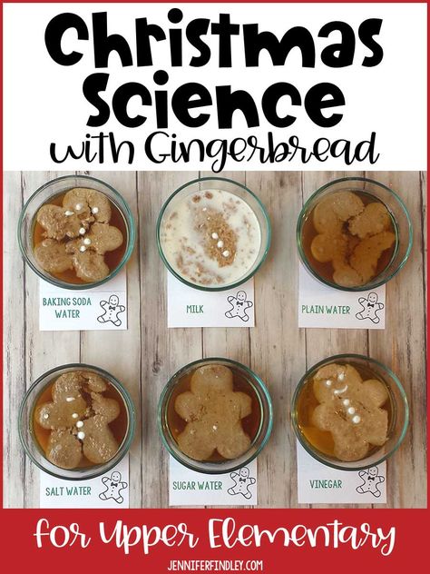 Gingerbread Science Kindergarten, 5 Senses Gingerbread Man, Gingerbread Steam Activity, Christmas Cookie Activities For Preschool, Gingerbread Themed Activities, Gingerbread Process Art Preschool, Gingerbread Cookie Craft Preschool, Gingerbread Experiment For Kids, Gingerbread Man Science Experiment