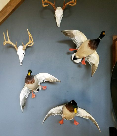 Mallard duck mounts.  Taxidermy.  Flying ducks done by LogHomeTaxidermy-Dorsey, IL.  Benjamin Moore "Gray" wall is the perfect background. Mallard Duck Mounts, Mallard Mount, Duck Mounts Taxidermy, Goose Taxidermy, Wood Duck Mounts, Hunting Room Design, Hunting Mounts, Duck Taxidermy, Duck Hunting Decor