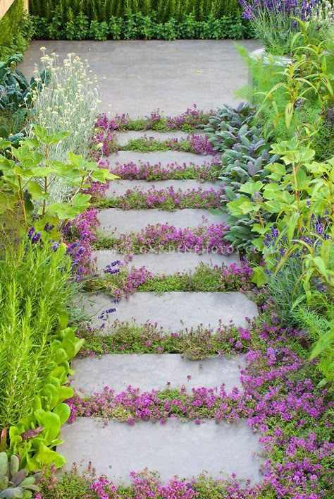 Thyme flowers between stones- Beautiful path Thyme herbs in flower Thymus, in crevices and nooks and crannies of path stepping stones walkway with herbs and lettuce vegetables: rosemary Rosmarinus, Salvia officinalis, Lavandula lavender, dill, kale, patio Landscape Edging Stone, Stepping Stone Walkways, Thyme Plant, Thyme Flower, Flowers Growing, Garden Stepping Stones, Gravel Garden, Stone Walkway, Garden Walkway