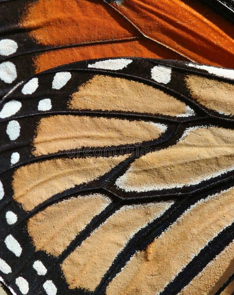 Butterfly Background. Texture and detail of a butterfly wing for background , #AD, #Texture, #Background, #Butterfly, #detail, #background #ad Butterfly Texture, Colors In Nature, Natural Form Art, Camera Pictures, Butterfly Art Painting, Butterfly Background, Art Terms, Fabric Inspiration, Acrylic Abstract