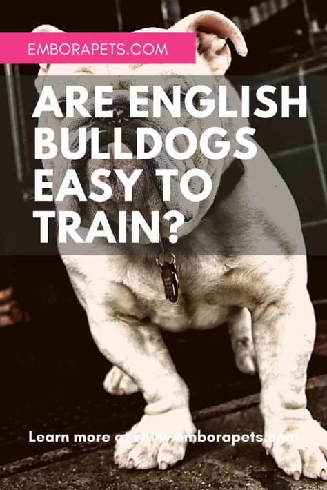 English Bulldog Quotes, Bull Dogs English, Mini English Bulldogs, Bulldog Quotes, English Bulldog Care, English Bulldog Funny, Funny Talking Dog Videos, American Bulldog Puppies, Bulldog Training