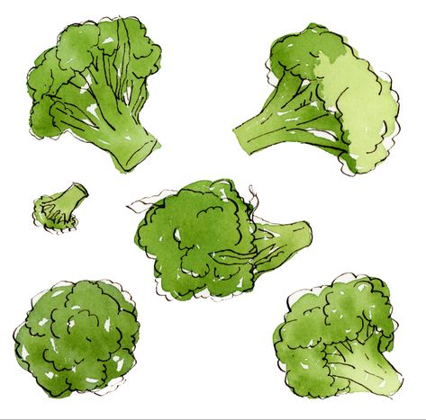 Drawing Of Broccoli, Watercolor Vegetables Simple, Broccoli Sketch, Broccoli Watercolor, Vegetable Sketch, Vegetables Sketch, Broccoli Drawing, Waterpaint Ideas, Vegetable Drawings