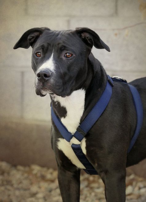 black and white Pitbull Black Pitbull Puppies, White Pitbull Puppies, Black And White Pitbull, Pitbull Training, Pitbull Dog Puppy, White Pitbull, Pitbull Dog Breed, Black Pitbull, Pitbull Dogs