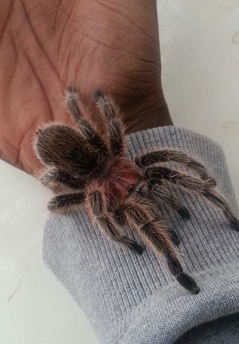 Chilean Rose Tarantula Chilean Rose Tarantula, Rose Hair Tarantula, Rose Tarantula, Pet Tarantula, Types Of Spiders, Big Spiders, Pet Spider, Itsy Bitsy Spider, Cool Bugs