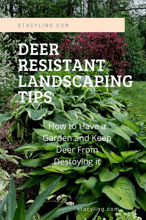 Front Yard Landscaping Design Deer Resistant, How To Keep Deer Out Of Your Yard, Deer Resistant Shrubs Sun, Plants That Deter Deer, Plants Deer Wont Eat, Deer Safe Garden, Deer Resistant Landscaping Front Yard, Deer Deterrent For Gardens, Deer Repellent Plants