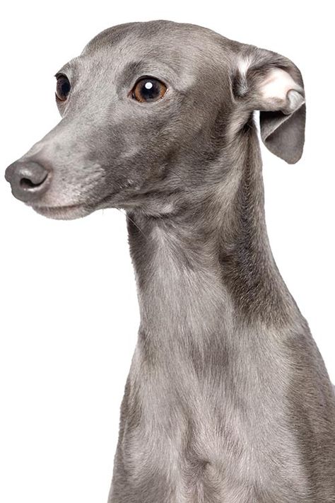 Greyhound Dog Breed, Italian Greyhound Puppies, Italian Dogs, Greyhound Puppy, Whippet Puppies, Italian Greyhound Dog, Akc Breeds, Hairless Dog, Greyhound Art