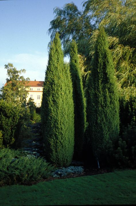 Privacy Screening, Mahone Bay, Juniperus Communis, University Of Idaho, Unique Trees, Home Landscaping, Garden Pathway, Plant List, Window View