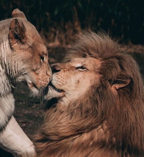 Lions Pictures, Lion Couple, Big Cats, Lion, Canvas, Animals, Instagram