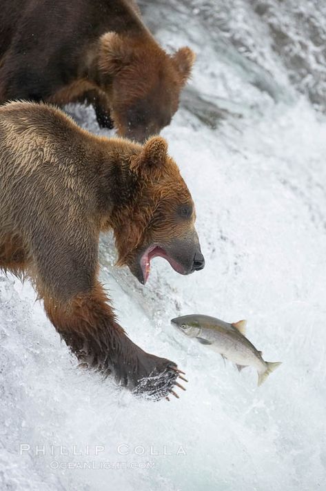 Alaskan brown bear catching a jumping salmon, Brooks Falls. Ursus arctos photograph. Photograph #17086 by Phillip Colla / Oceanlight.com. Bear Catching Salmon, Yellowstone National Park Photography, Alaskan Brown Bear, Show Don't Tell, Grizzly Bear Cub, Animal Intelligence, Bear Fishing, Sloth Bear, Spirit Bear