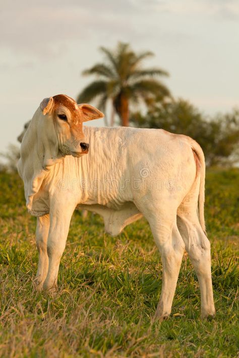 Zebu calf stock image. Image of agriculture, indian, ranch - 23062061 Indian Cow, Evening Light, Cow Calf, Cute Cows, Natural World, Beautiful Images, Farm Animals, Agriculture, Lion Sculpture