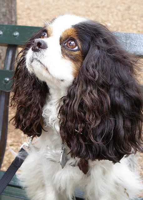 Cavalier King Charles Spaniel Tricolor, Cavalier King Charles Dog, King Charles Dog, King Charles Cavalier Spaniel Puppy, Spaniel Puppies, Spaniel Dog, Sweet Dogs, Cavalier King, Charles Spaniel