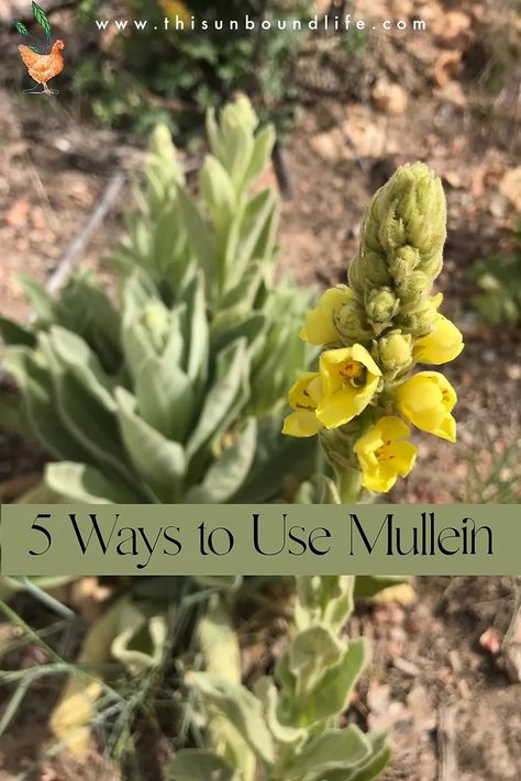 5 Ways to Use Mullein Mullein Salve Recipe, Mullein Salve, Mullein Uses, Foraging Plants, Mullein Flower, Home Apothecary, Salve Recipes, Herbal Remedies Recipes, Chicken Keeping