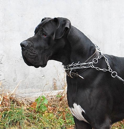 Great dane Konan Great Dane Rescue, Blue Great Danes, Biking With Dog, Kinds Of Dogs, Feral Cats, Types Of Dogs, Guard Dogs, Cat Aesthetic, Dogs Of The World