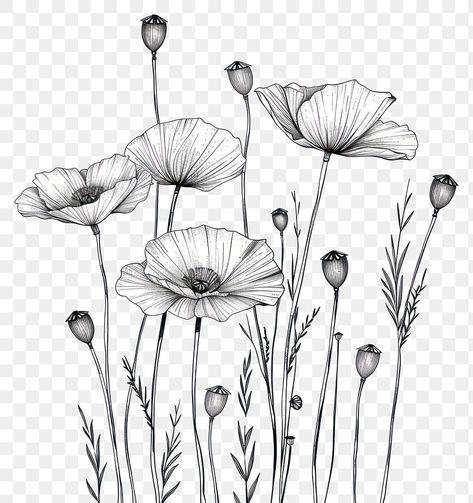 Flower Field Drawing, Poppy Flower Illustration, Black And White Poppy, Poppy Flower Field, Poppy Flower Drawing, White Poppy Flower, Field Drawing, Flower Black And White, Flower Poppy