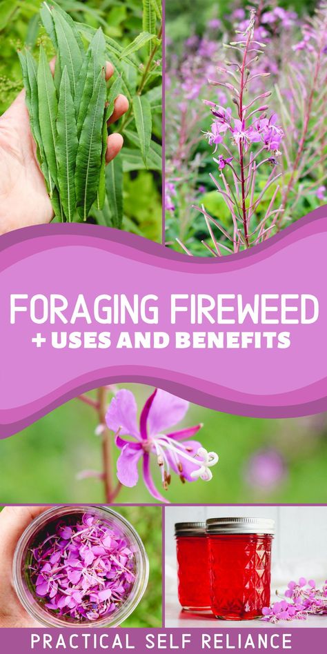 Fireweed Honey Recipe, Fireweed Recipes, Foraged Crafts, Summer Foraging, Foraging For Beginners, Foraging Plants, Rosebay Willowherb, Medicinal Weeds, Medicinal Wild Plants