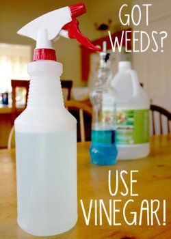 Killing Weeds, Kill Weeds, Diy Spring, Cleaners Homemade, Back To Nature, Natural Cleaning Products, Diy Cleaning Products, Lawn And Garden, Household Hacks