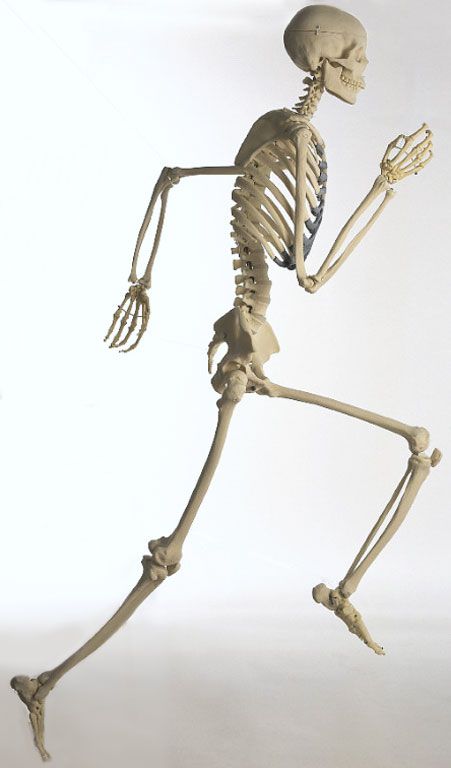 running skeleton Skeleton Running, Skeleton Reference, Skeleton Poses, Skeleton Pics, Running Drawing, Leg Reference, Skeleton Arm, Skeleton Anatomy, Skeleton Drawings