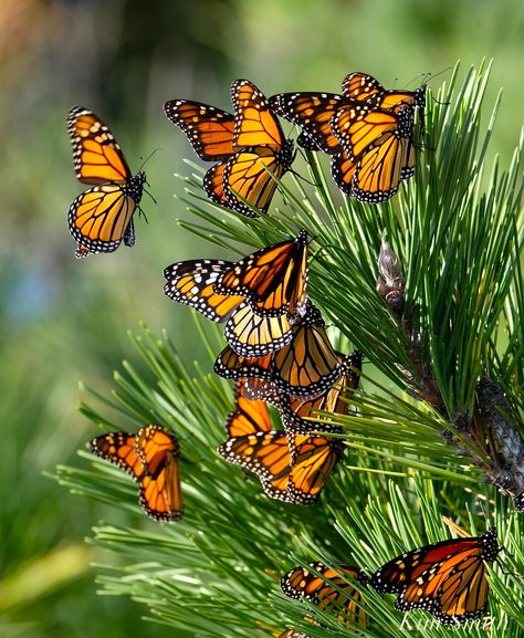 Monarch Butterflies Photography, Monarch Butterfly Migration, Pictures Background, Butterfly Migration, Dragonfly Images, Beautiful Butterfly Photography, Butterfly Life Cycle, Morpho Butterfly, Monarch Butterflies