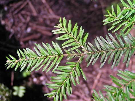 Tree of Life: Western Hemlock Hemlock Drawing, Hemlock Tree, Western Hemlock, Thuja Plicata, Native Plant Gardening, Forest Canopy, Wild Food, Drawing Easy, Tree Leaves