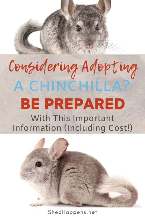 Chinchilla Enclosure Ideas, Chinchilla Food List, Chinchilla Care Guide, Chinchilla Enrichment, Chinchilla Cage Ideas Aesthetic, Cute Chinchilla Cage Ideas, Chinchilla Tips, Chinchilla Cage Ideas, Pet Chinchilla