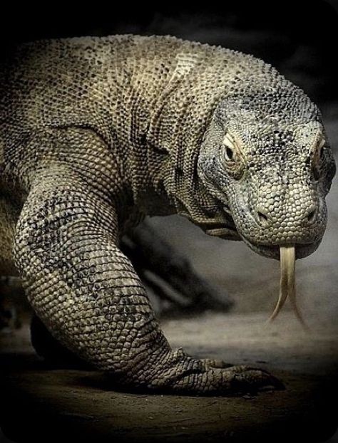 Dragon Facts, Komodo Dragons, Large Lizards, Tattoo Nature, Monitor Lizard, Cute Reptiles, Komodo Dragon, Young Animal, Komodo