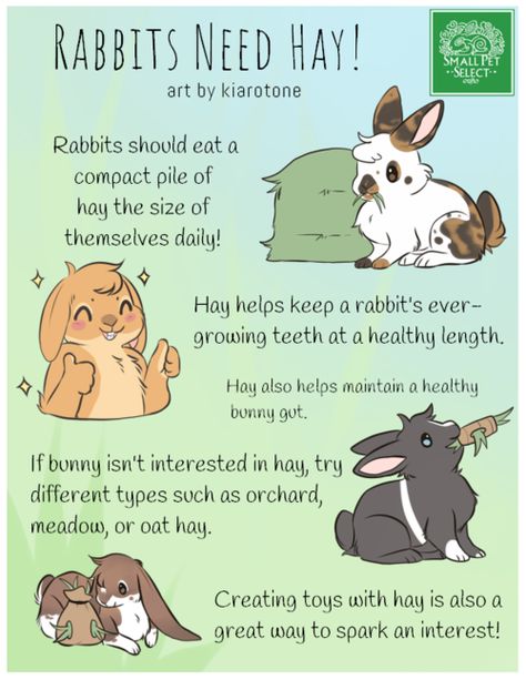 Rabbit Tips, Bunny Care Tips, Rabbit Facts, Rabbit Stuff, Bunny Ideas, Pet Rabbit Care, Rabbit Hay, Bunny Room, Pet Bunny Rabbits