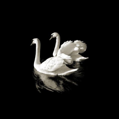 Swan lake. Two swans on a black background with water reflection. Black and whit , #Sponsored, #black, #background, #swans, #Swan, #lake #ad White Poster, Nature Posters, Water Reflections, White Swan, Black And White Posters, Black And White Aesthetic, Swan Lake, Black Swan, Swans