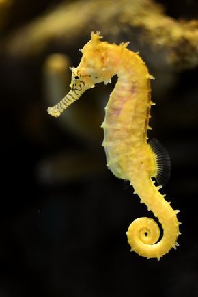 https://flic.kr/p/dnmvLR | Yellow seahorse | Seen at the Monterey Bay Aquarium. Aesthetic Seahorse, Seahorse Aesthetic, Seahorse Photography, Drawing Seahorse, Mammals Animals, Seahorse Drawing, Tattoo Fish, Colorful Seahorse, Seahorse Tattoo