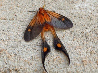 Daily Moths on Twitter: "… " Silk Moths, Macro Fotografia, Cute Moth, Cool Insects, Moth Caterpillar, Cool Bugs, Beautiful Bugs, Arthropods, Creepy Crawlies