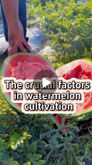 Watermelon Planting, Watermelon Farming, Nutrients For Plants, Planting Garden, Vegetable Garden Tips, Gardening Planting, Vegetable Garden Diy, Farm Nursery, Vertical Gardening