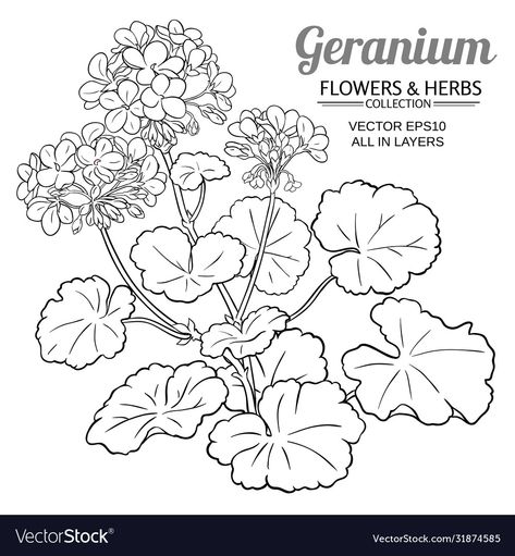 Geranium Plant, Geranium Flower, Flower Line Drawings, Plant Vector, Floral Drawing, Chrysanthemum Flower, Plant Illustration, Color Vector, Free Vector Graphics