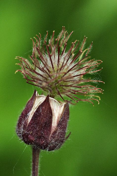 Water Avens (Geum rivale) | Flickr - Photo Sharing! Water Avens, Geum Rivale, Aquatic Flowers, Scottish Pattern, Egyptian Water Lily, Lotus In Muddy Water, Water Lily From Above, The River, Dandelion