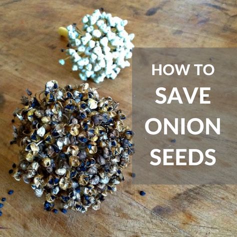 When To Harvest Onions, Harvest Onions, Onion Seeds, Growing Asparagus, Tomato Girl, Wild Onions, Garlic Seeds, Starting A Garden, Seed Saving