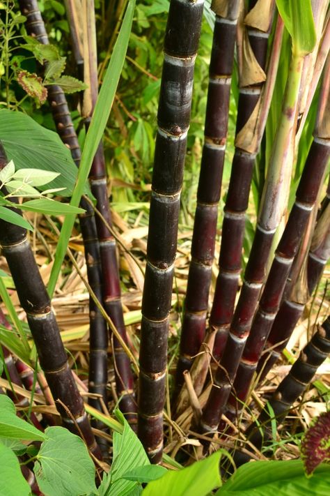 Sugarcane (Saccharum officinarum) | Tropical Self Sufficiency Sugarcane Farm, Fantasy Fruit, Plant Grafting, Farm Plants, Agriculture Photos, Self Sufficiency, Job's Tears, Sugarcane Juice, Mini Project