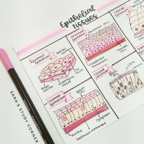 quick revision on epithelial tissue in pink and red  ★·.·´¯`·.·★ follow @motivation2study for daily inspiration Tissue Anatomy Notes, Anatomy Notes Aesthetic, Epithelial Tissue, Tissue Biology, Anatomy Notes, I Am Really Sorry, Nursing 101, Integumentary System, Study Biology