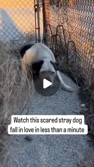 Humanity | Kindness | Compassion on Instagram: "She didn't even want the food. Instead she went straight for the hug and embrace once the stray dog knew it was a good person.   This is a very beautiful dog rescue 🥹❤️ Part of the dog rescue series.  Thank you so much to all the caring and loving people out there. You're making the world a better place.  #dog #rescuedogs #dogsofinstgram #humanity" Dog Rescue Stories Videos, Dog With Angel Wings, Gentle Giant Dogs, Rescuing Animals, Fun Facts About Dogs, Tibetan Mastiff Dog, Dog Rescue Stories, Beautiful Dogs Photos, Dogs Hugging