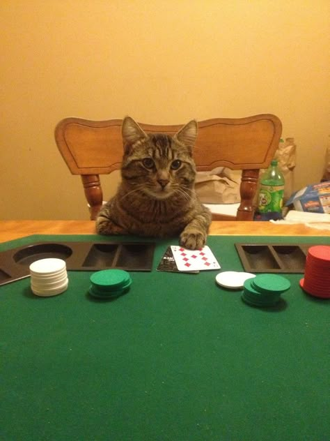 Game Mobile, Gambling Party, Gambling Humor, Poker Face, Funny Thoughts, Memes Br, Poker Chips, Funny Cat Memes, Funny Cat Pictures