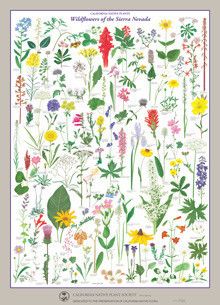 Wildflowers of the Sierra Nevada Poster Diy Resin Gifts, California Plants, California Wildflowers, California Native Plants, Plant Book, Spring Wildflowers, Wildflower Garden, Brazilian Embroidery, Botanical Poster