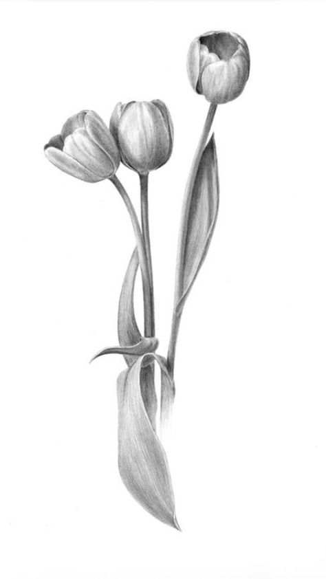 Realistic Tulip Drawing, Tulip Drawing Pencil, Iris Sketch, Drawing Tulips, Tulip Sketch, Tattoo Tulip, Tulip Flower Drawing, Sketching Flowers, Tulips Images