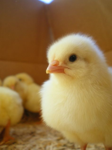 baby chicks cutest thing ever :) Baby Chicks Photography, Pollo Animal, Baby Chicken, Cute Ducklings, Baby Chickens, Baby Chick, Cute Chickens, Baby Ducks, 수채화 그림