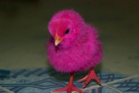 One of the simple goals in my life is to get a pink chick for Easter. (When I have a yard for it to live in of course) Cute Chicks Wallpaper, Rooster Vs Hen, Rooster Pictures, Silkie Rooster, Simple Goals, Hen And Rooster, Rooster Illustration, Pink Duck, Pink Hibiscus