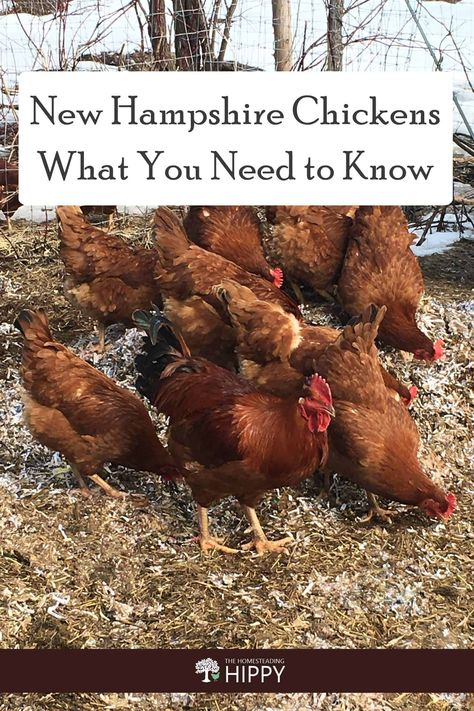 Sick Chicken, How To Keep Chickens, Chicken Tips, Chicken Care, Mulch Landscaping, Types Of Chickens, Chicken Coop Run, Chicken Farming, Dust Bath