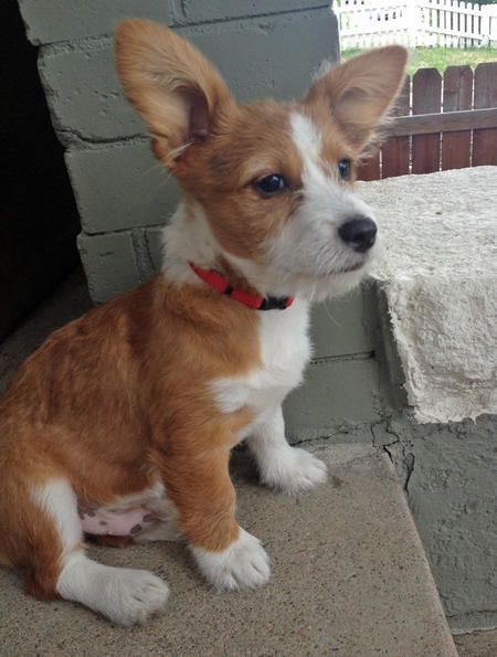 These 26 Corgi Mixes Prove The Best Things In Life Come In Small Packages The Bloodhound Gang, Corgi Mix Breeds, Bored Dog, Dogs Stuff, Corgi Mix, Dogs Breeds, Terrier Mix Dogs, About Dogs, Corgi Puppy