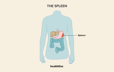 The Spleen: What Does It Do, Location, Pain, and More Spleen Pain, Picks Disease, Moderate Drinking, Old Blood, Metabolic Disorders, Men’s Health, Aging Gracefully, Emergency Medical, Force