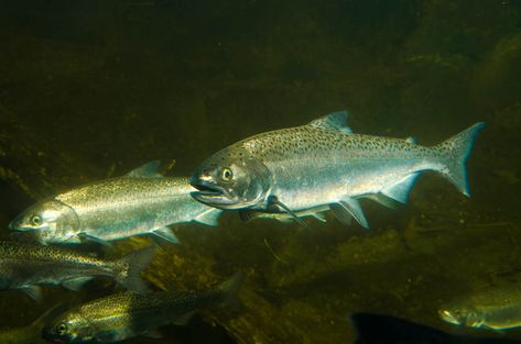 Coho salmon Coho Salmon, Zoo Map, Two Toed Sloth, Pacific Salmon, Aleutian Islands, Amur Tiger, Brine Shrimp, Fish Feed, Animal Conservation