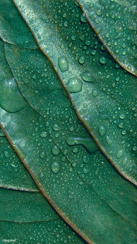 Green leaf textured background with droplets of water | premium image by rawpixel.com / kwanloy Creative Macro Photography, Droplets Of Water, Macro Food Photography, Plant Texture, Green Cosmetics, Food Texture, Best Nature Wallpapers, Natural Patterns, Nature Wallpapers