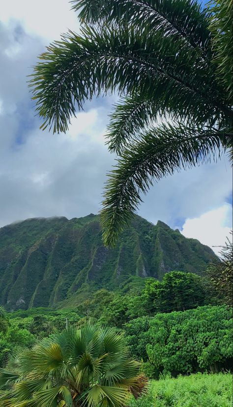 photography of the mountain and greenery background Hawaii Green Aesthetic, Places In Hawaii To Visit, Island Nature Aesthetic, Hawaii Mountains Aesthetic, Summer Aesthetic Hawaii, Living In Hawaii Aesthetic House, Hawaii Widgets, Hawaii Pfp, Island Vibes Aesthetic